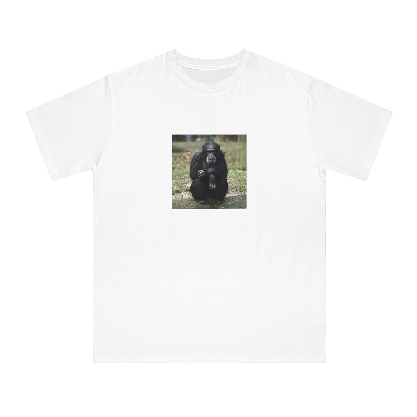Chimpanzee