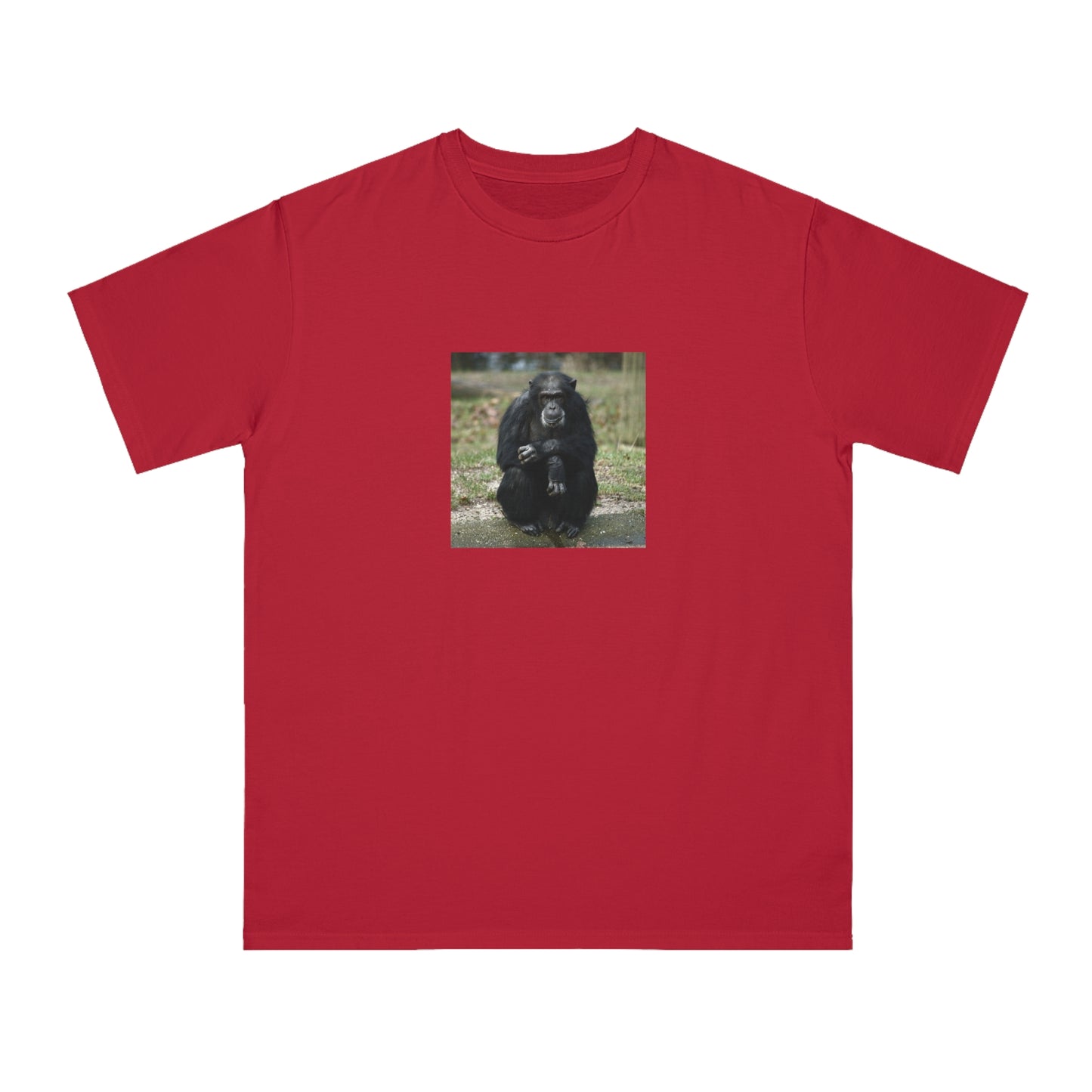 Chimpanzee