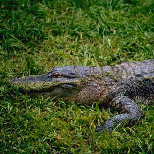 Alligator