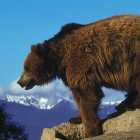 Bear