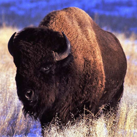 Buffalo