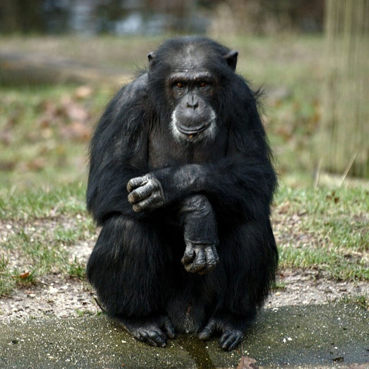Chimpanzee