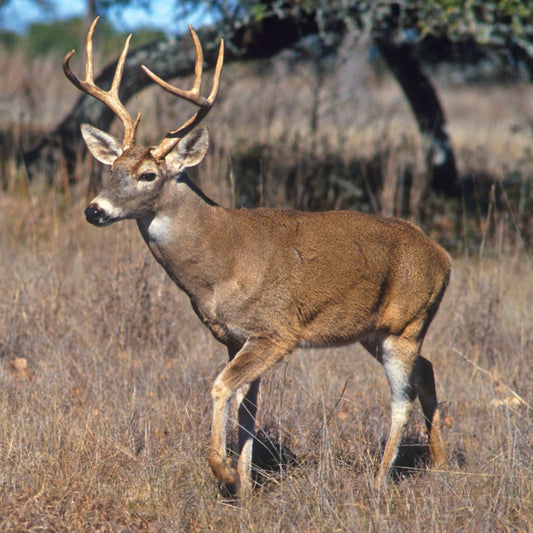 Deer