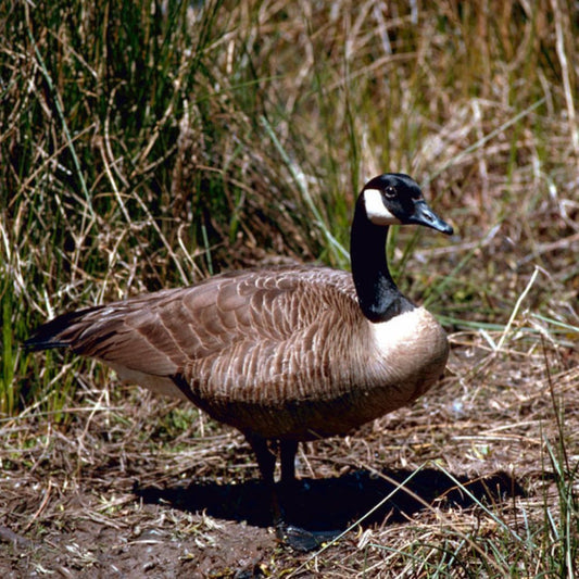 Canada goose