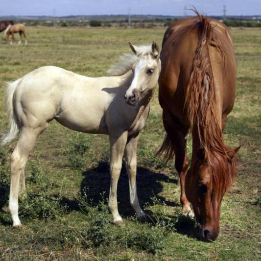 Horse