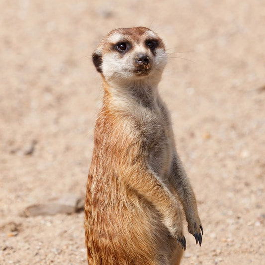 Meerkat