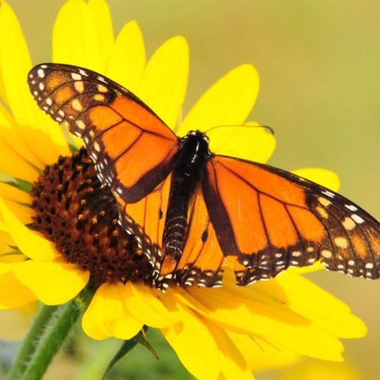 Monarch Butterfly