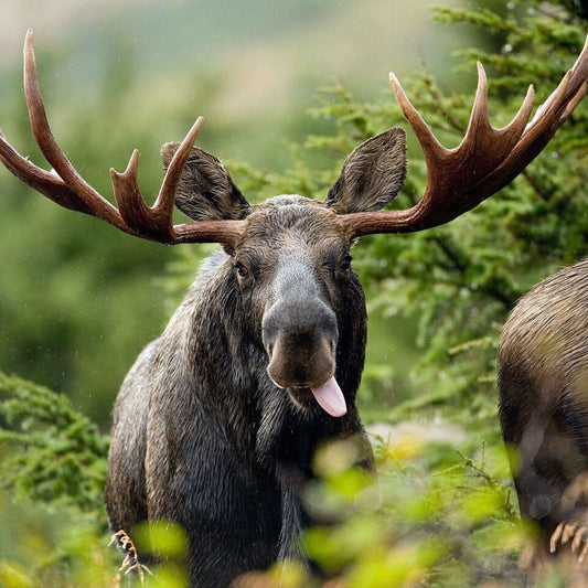 Moose