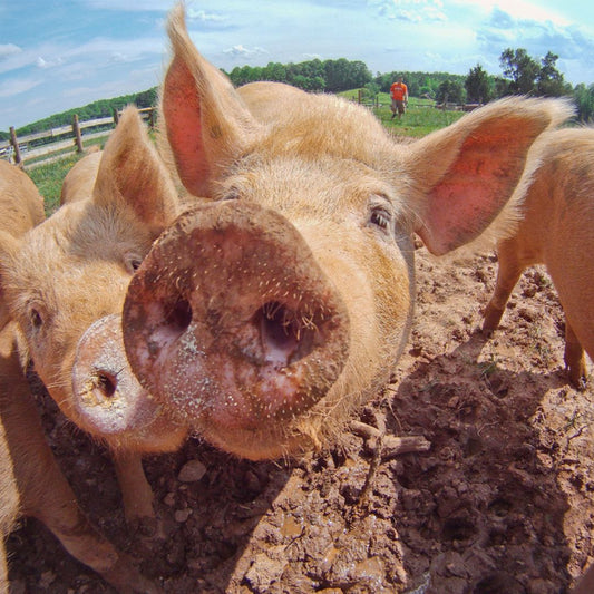 Pig