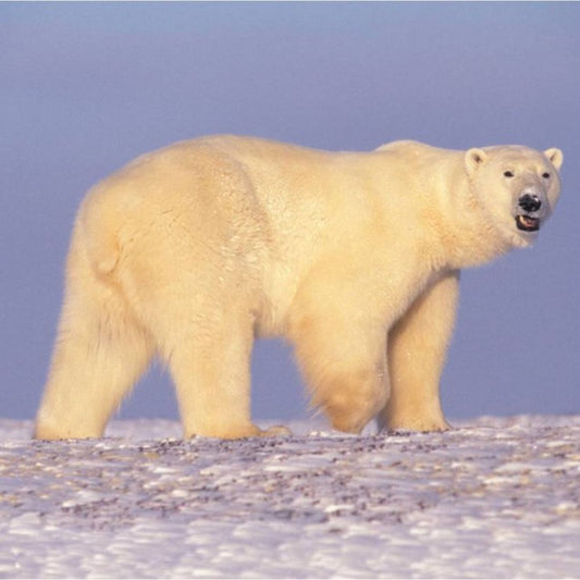 Polar Bear