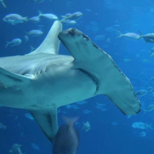 Hammerhead Shark
