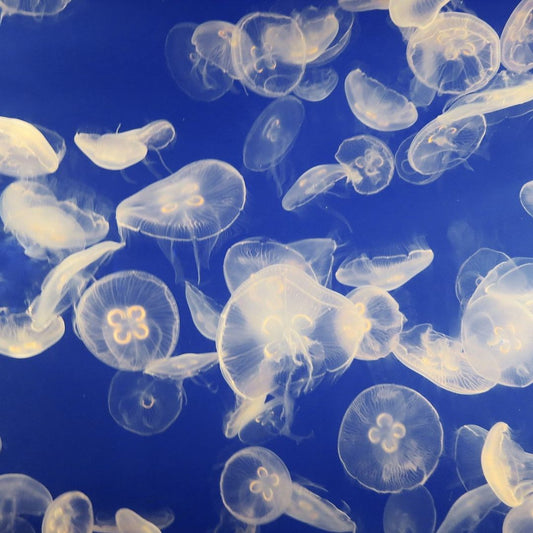Jellyfish
