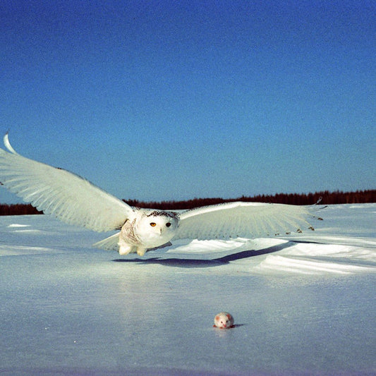 Owl