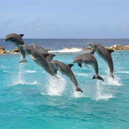 Dolphin