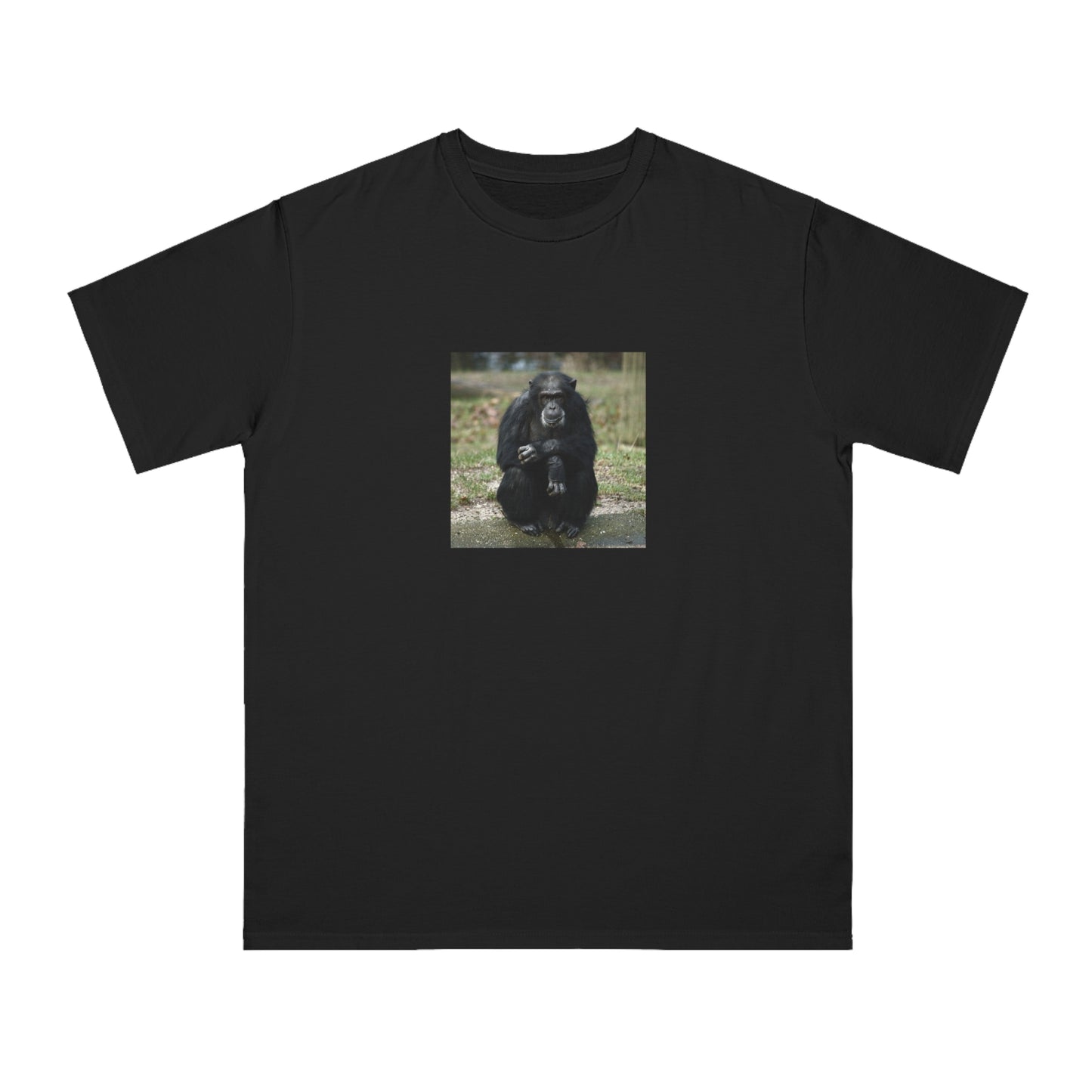 Chimpanzee