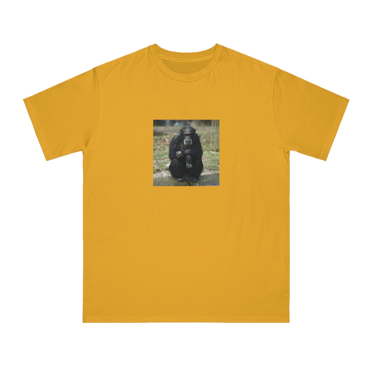 Chimpanzee