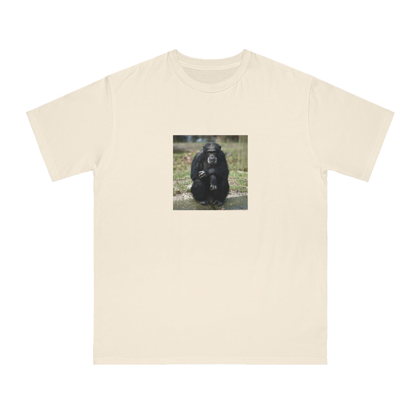 Chimpanzee