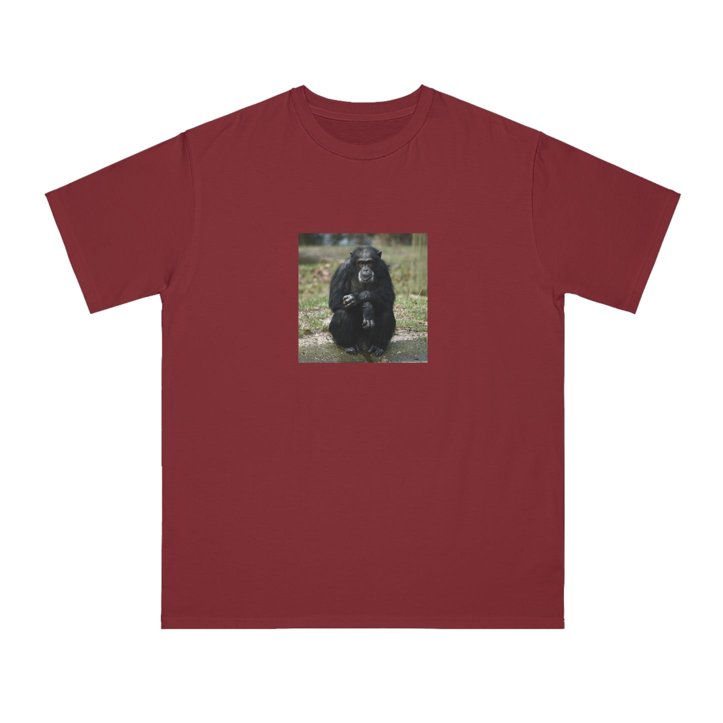 Chimpanzee