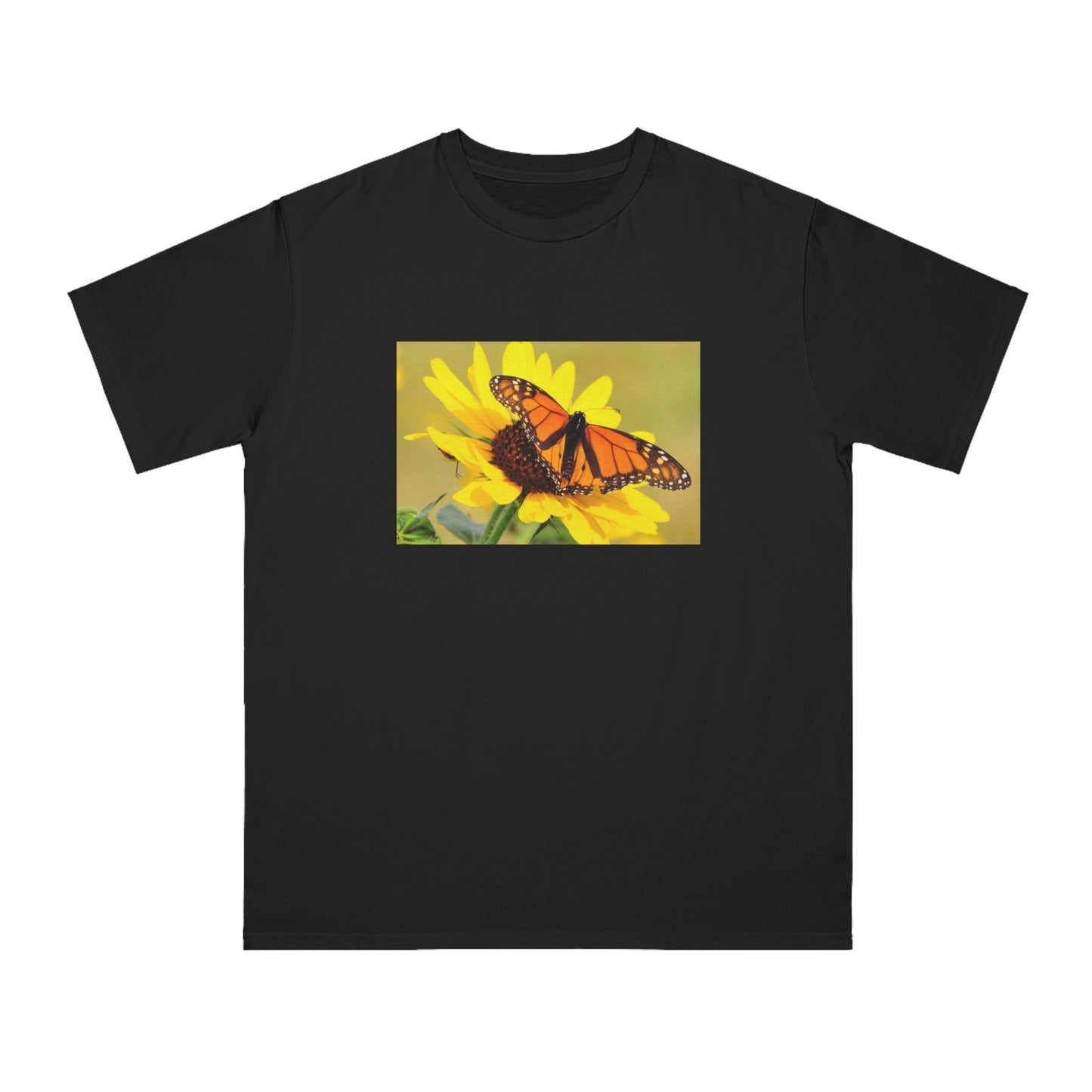 Monarch Butterfly